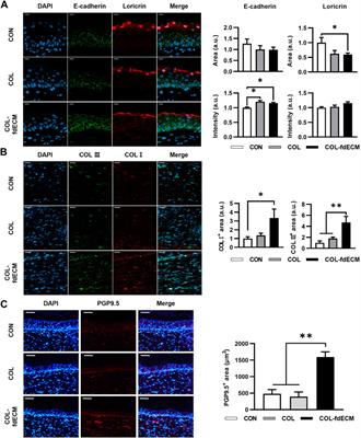 Effect of Decellularized Extracellular Matrix Bioscaffolds Derived from Fibroblasts on Skin Wound Healing and Remodeling